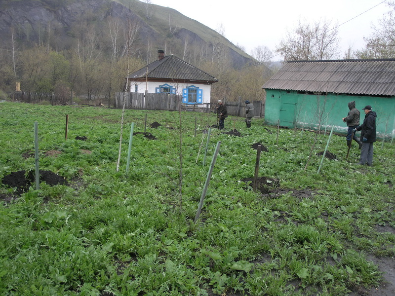 Сотрудники Водоканала активно включились в традиционный месячник посадки деревьев