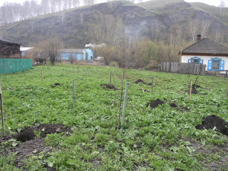 Сотрудники Водоканала активно включились в традиционный месячник посадки деревьев