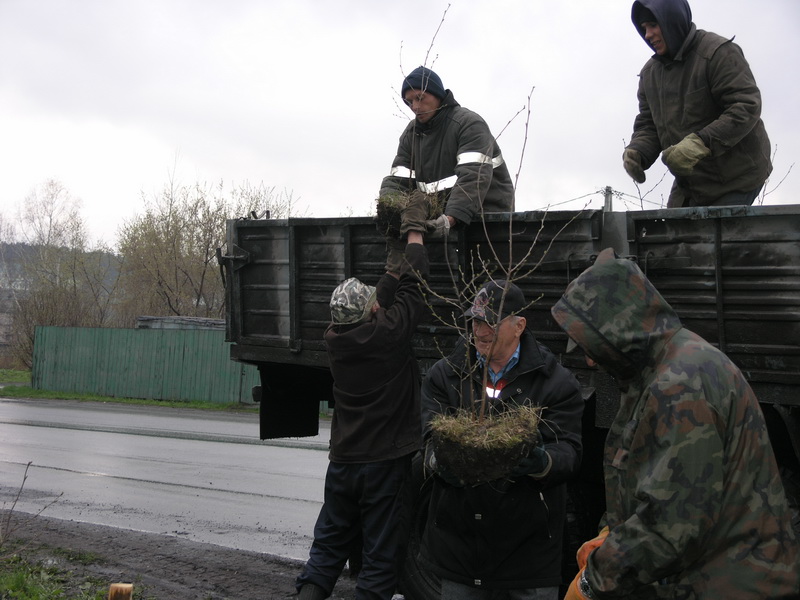 Сотрудники Водоканала активно включились в традиционный месячник посадки деревьев
