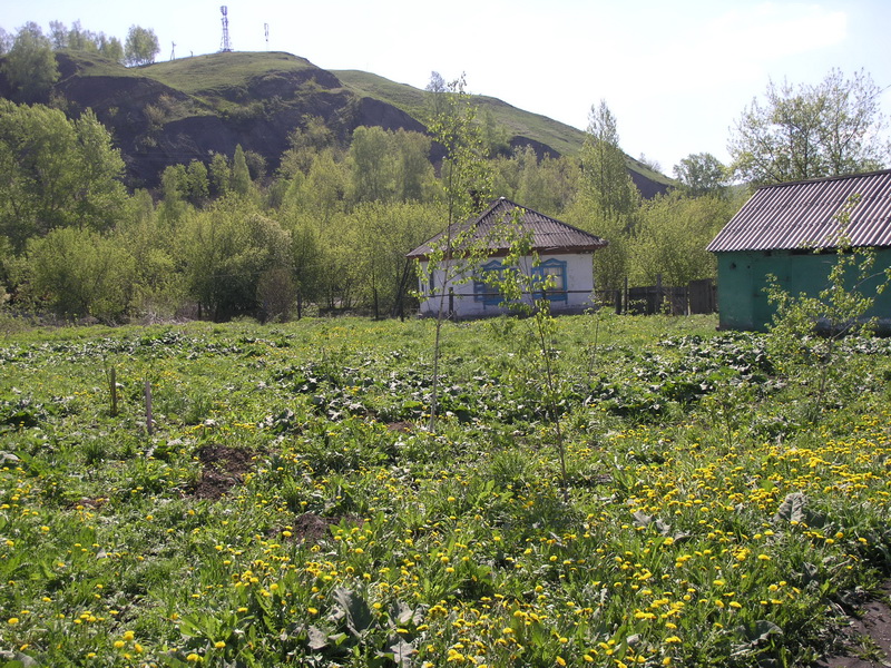 Водоканал принял участие в областной акции «Всекузбасский день посадки деревьев»