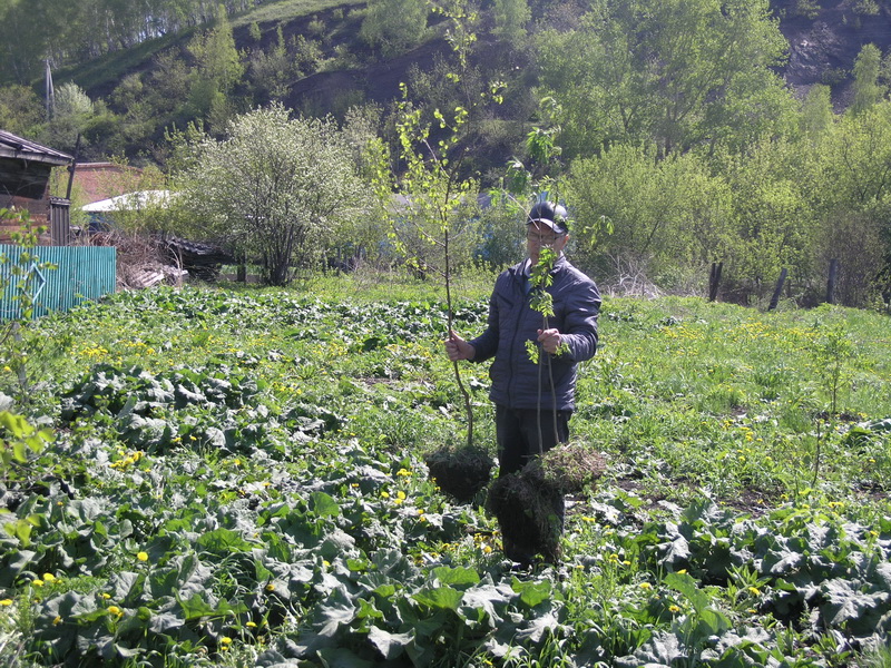 Водоканал принял участие в областной акции «Всекузбасский день посадки деревьев»