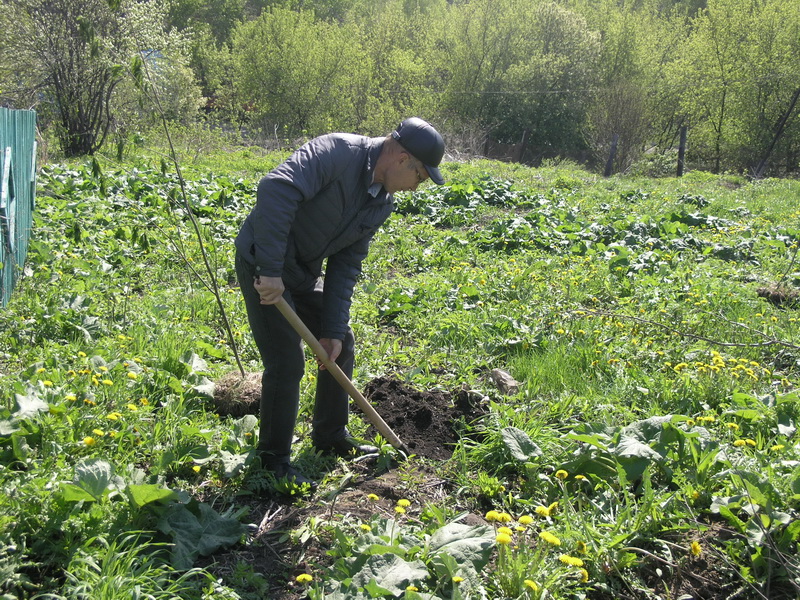 Водоканал принял участие в областной акции «Всекузбасский день посадки деревьев»