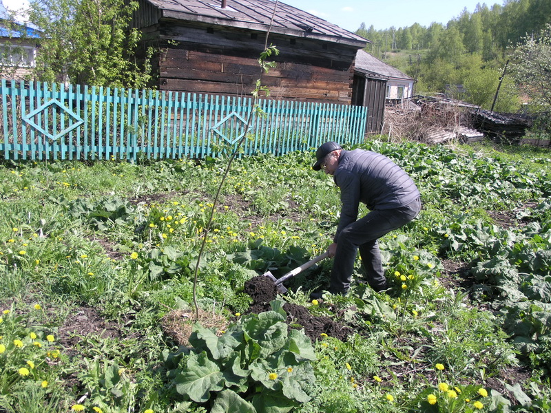 Водоканал принял участие в областной акции «Всекузбасский день посадки деревьев»