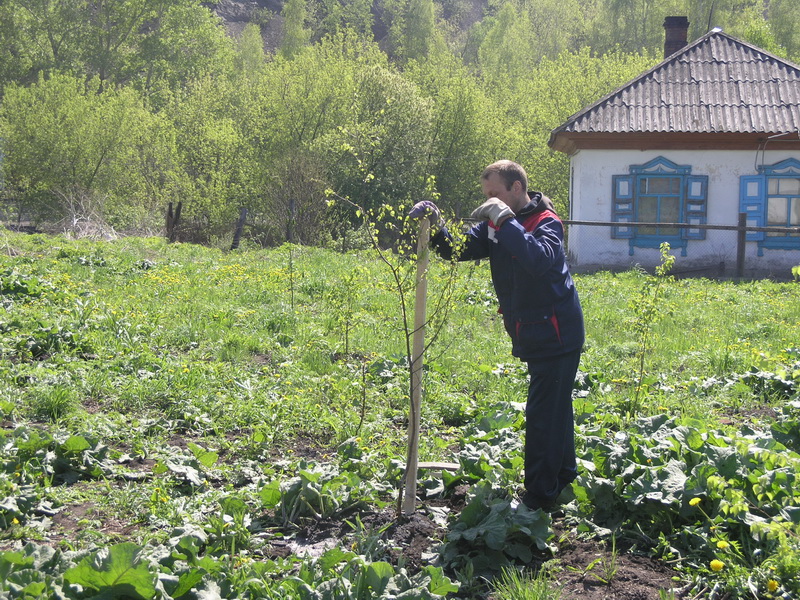 Водоканал принял участие в областной акции «Всекузбасский день посадки деревьев»