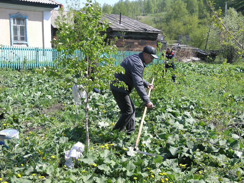 Водоканал принял участие в областной акции «Всекузбасский день посадки деревьев»