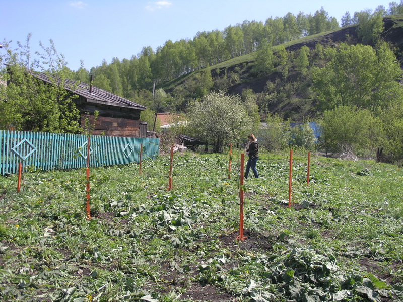 Водоканал принял участие в областной акции «Всекузбасский день посадки деревьев»
