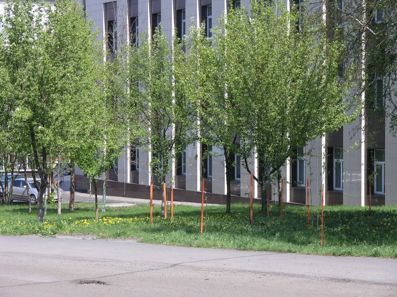Водоканал принял участие в областной акции «Всекузбасский день посадки деревьев»